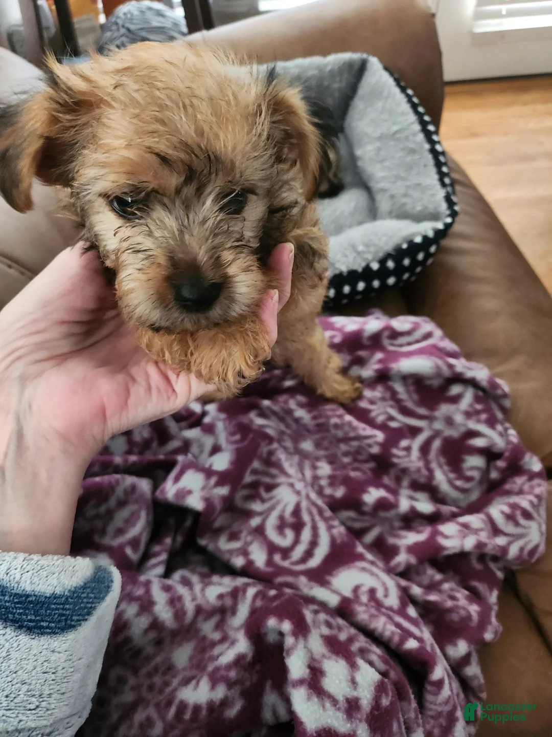 Morkie dogs for sale: Morkie 2 - Ad 1