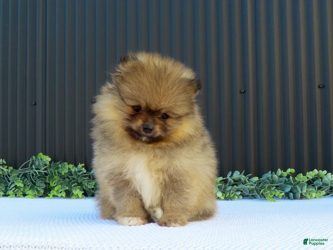 Pomeranian dogs for sale: Peanut 🩵🐾 - Ad 1