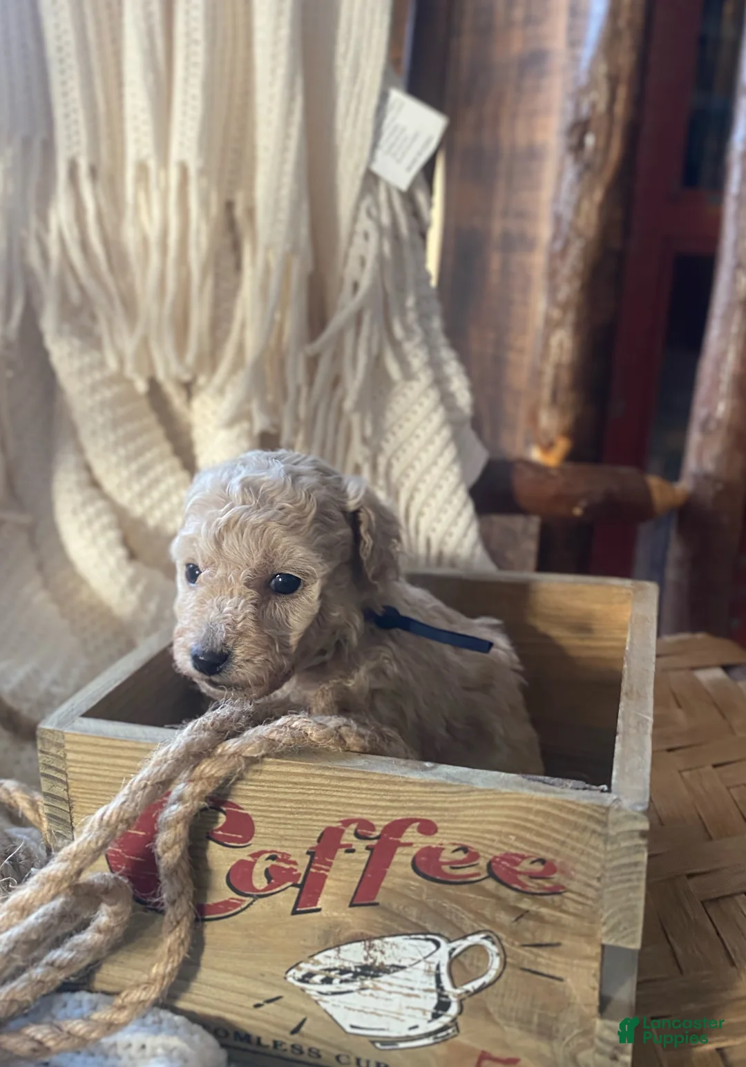 Toy Poodle dogs for sale: SWEET CAMERON  - Ad 11