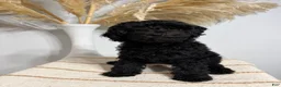 Mini Goldendoodle dogs for sale: Black Girl 1 - Ad 2