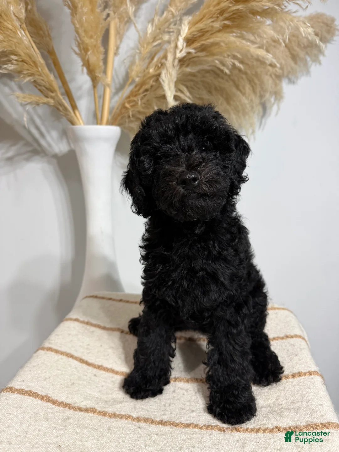Mini Goldendoodle dogs for sale: Black Girl 1 - Ad 2