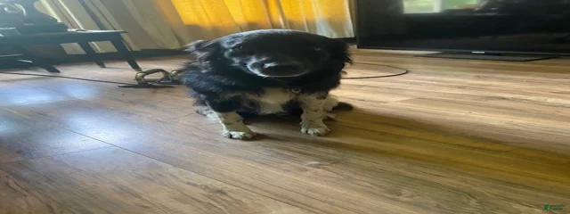 Noot