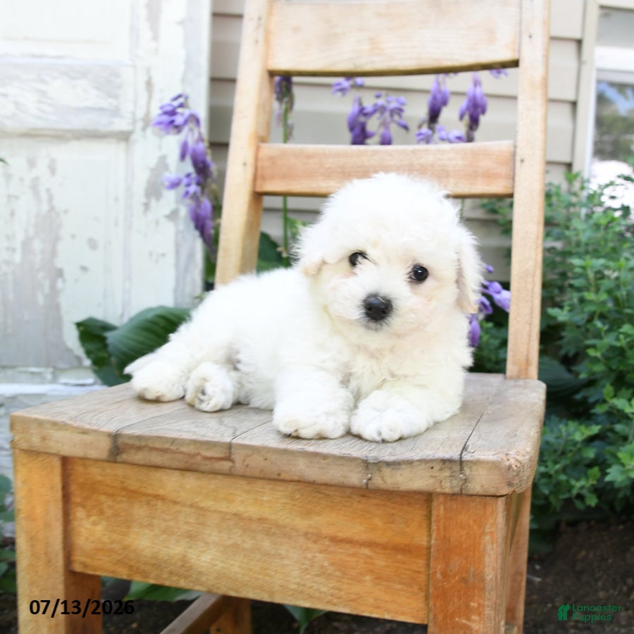 Bichon Frise dogs Jasmine - Ad 2