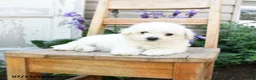 Bichon Frise dogs for sale: Jasmine - Ad 2