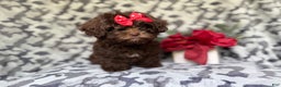 Shihpoo dogs for sale: Eve - Ad 3