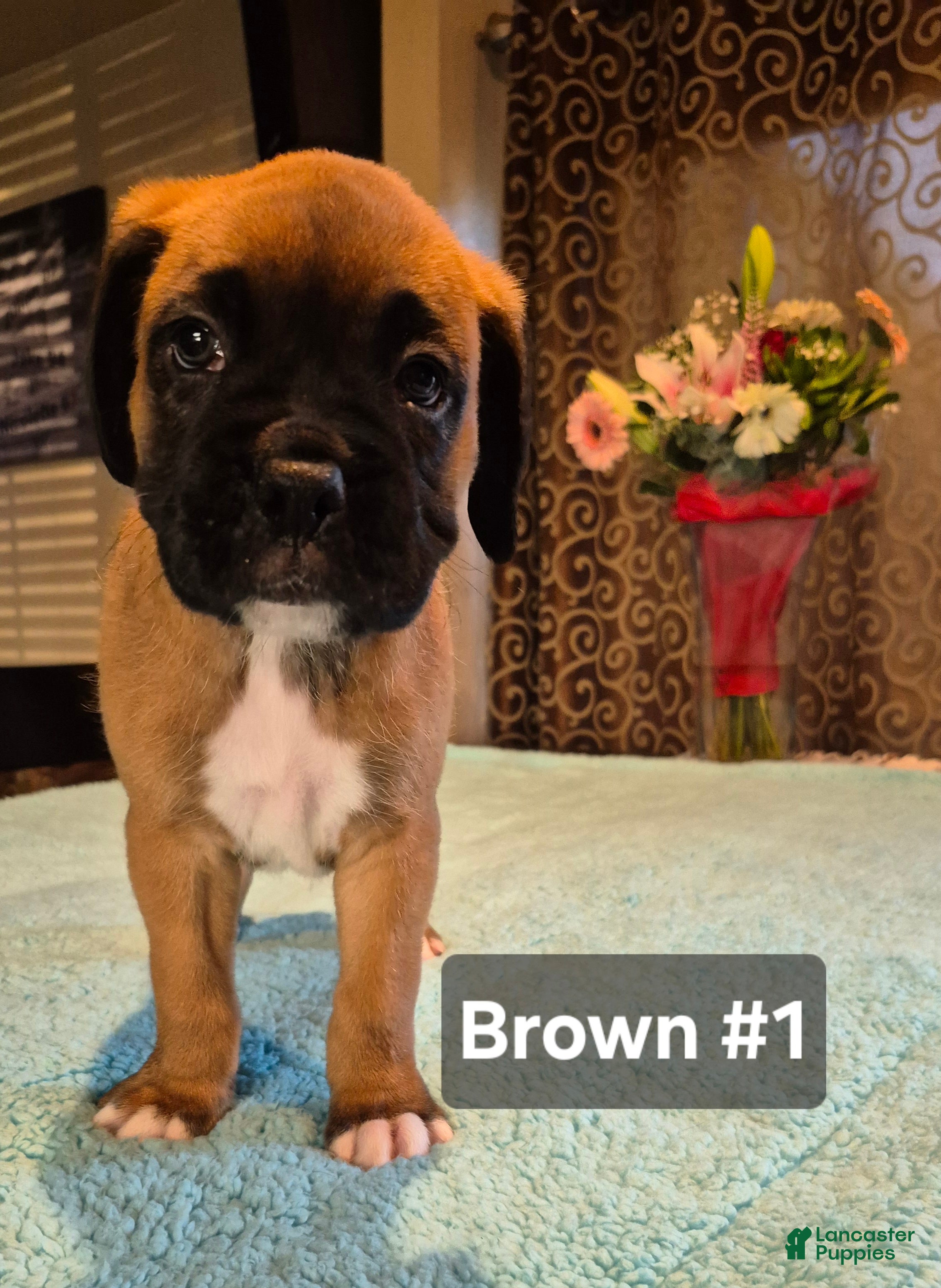 Boxer dogs Brown #1 - Ad 2