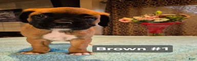 Brown #1