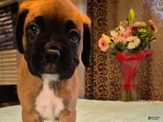 Boxer dogs Brown #1 - Ad 4
