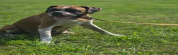 Boxer dogs for sale: Beverly - Ad 9