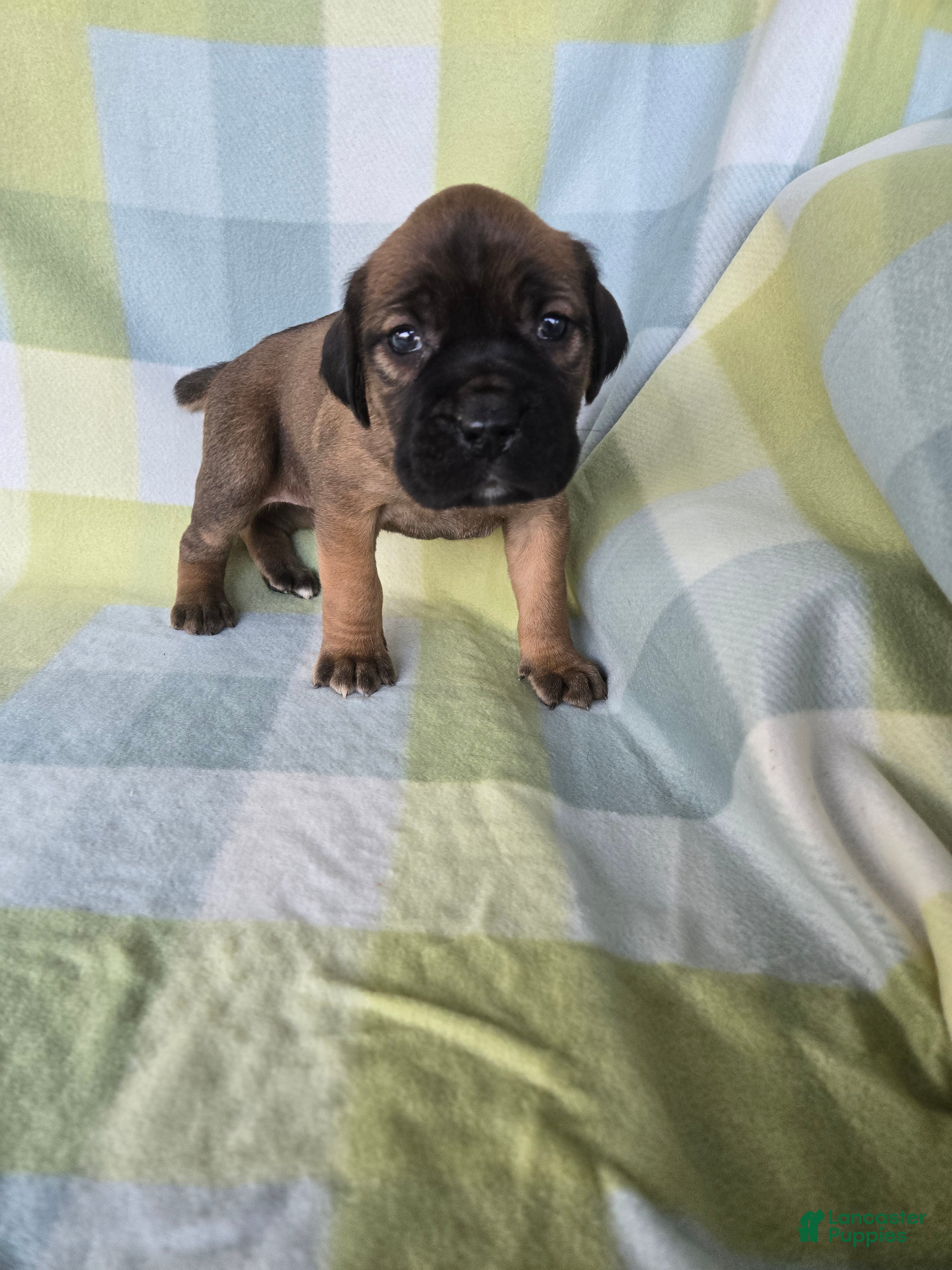 Cane Corso dogs ICCF Scarlett  - Ad 25