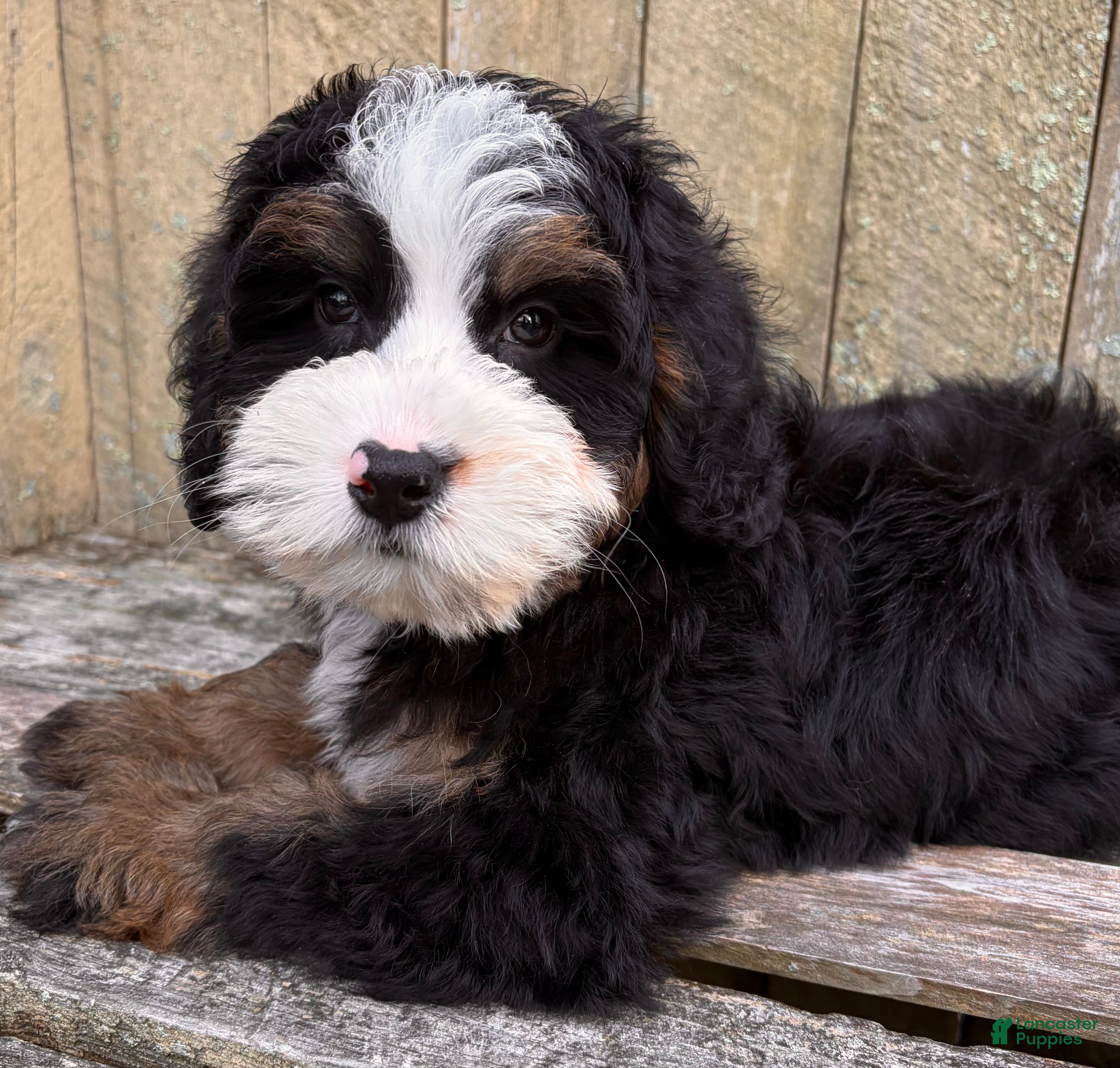 Mini Bernedoodle dogs for sale: 👻IN BOSTON MASSACHUSETTS AREA👻TRADITIONAL TRI COLOR👻MINI BERNEDOODLE BOY👻 - Ad 2