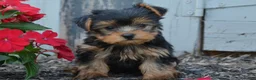 Yorkshire Terrier dogs for sale: Freedom - Ad 4