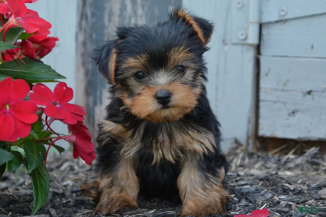 Yorkshire Terrier dogs for sale: Freedom - Ad 4