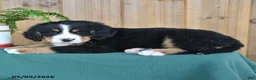Bernese Mountain Dog dogs for sale: Patrick - Ad 4