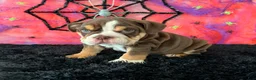 English Bulldog dogs for sale: Apolo - Ad 3