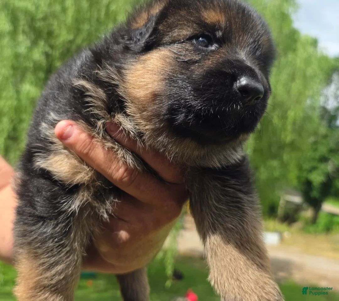 German Shepherd dogs for sale: German Shepherd Puppy 4 - Ad 1