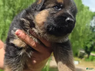 German Shepherd dogs for sale: German Shepherd Puppy 4 - Ad 1