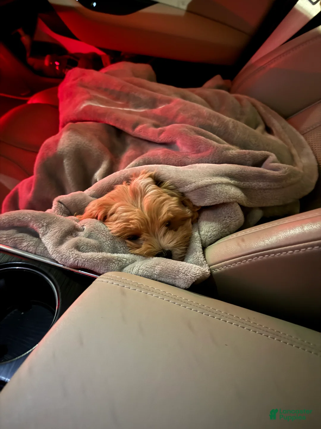 Maltipoo dogs for sale: Maltipoo Puppy 1 - Ad 4