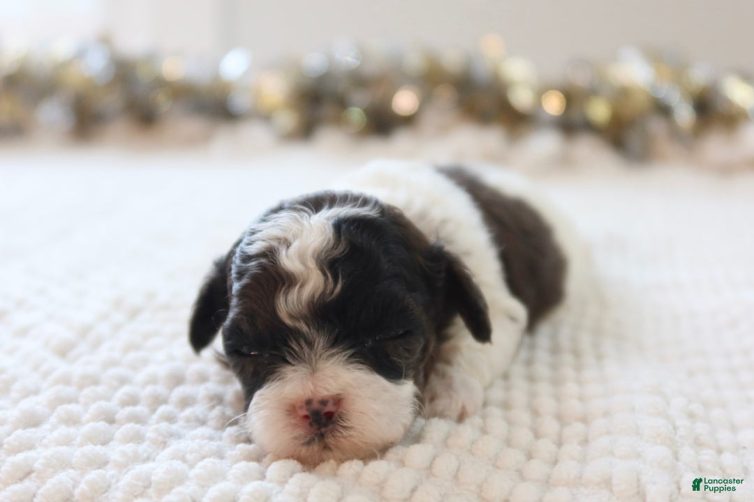 Toy Poodle dogs for sale: Merry - Ad 8