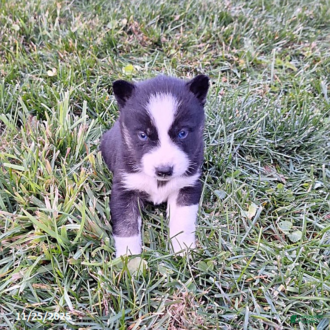 Gerberian Shepsky dogs for sale: Henry - Ad 2