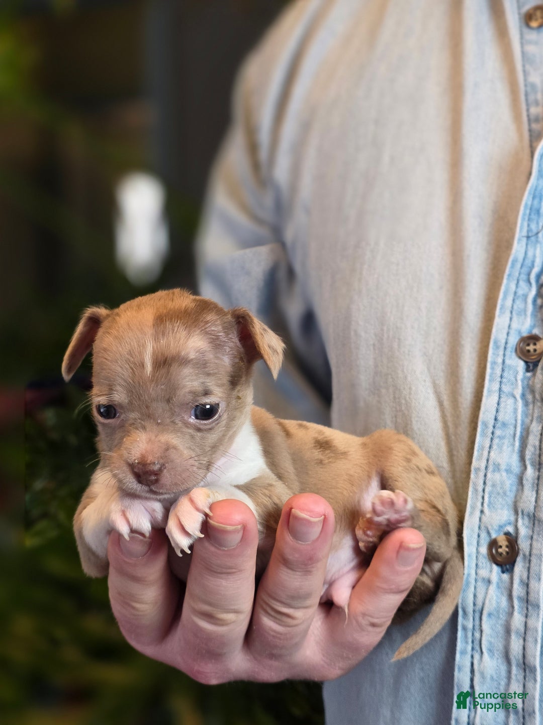 Chihuahua dogs for sale: Splash - Ad 1