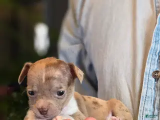 Chihuahua dogs Splash - Ad 4