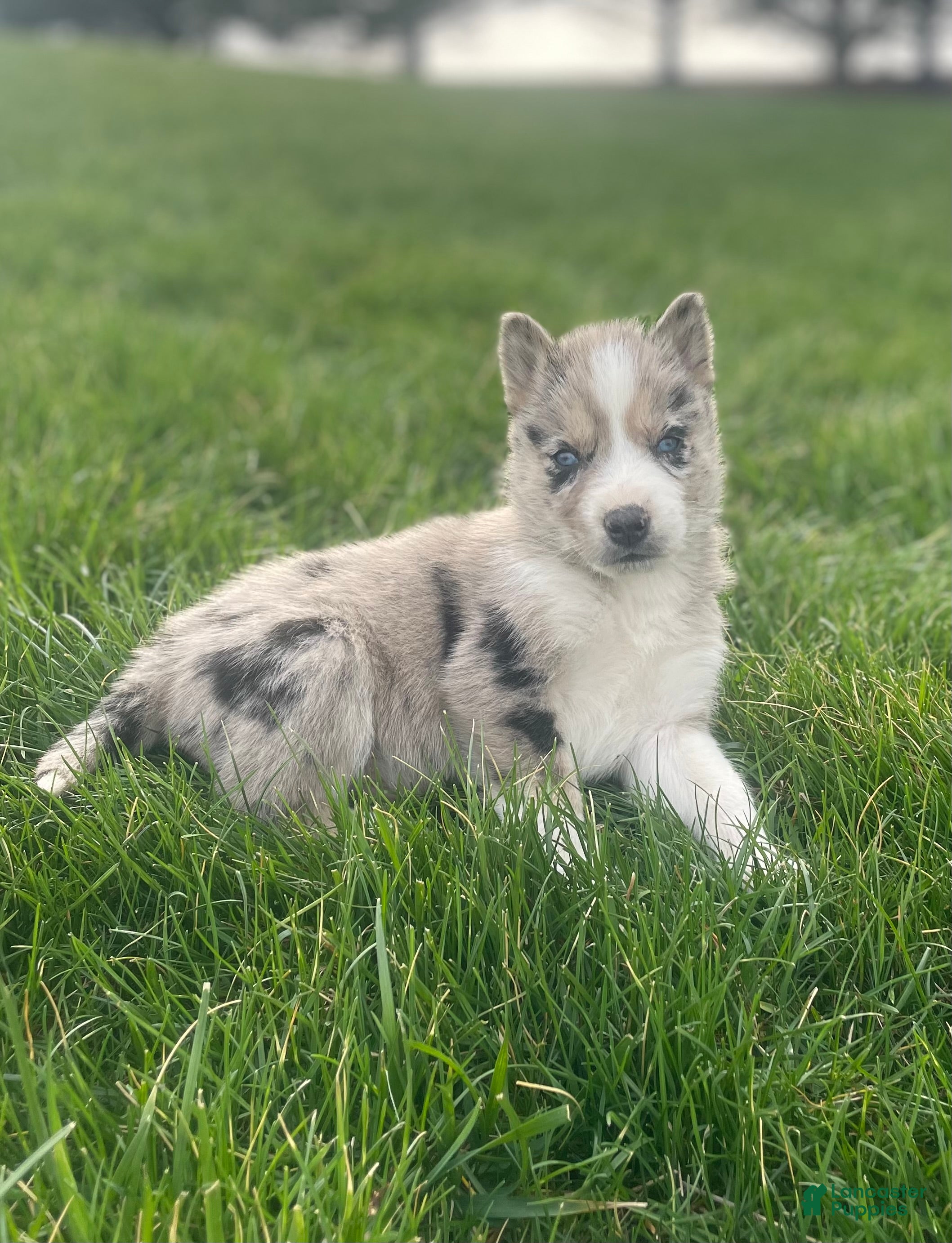 Gerberian Shepsky dogs Chief - Ad 1