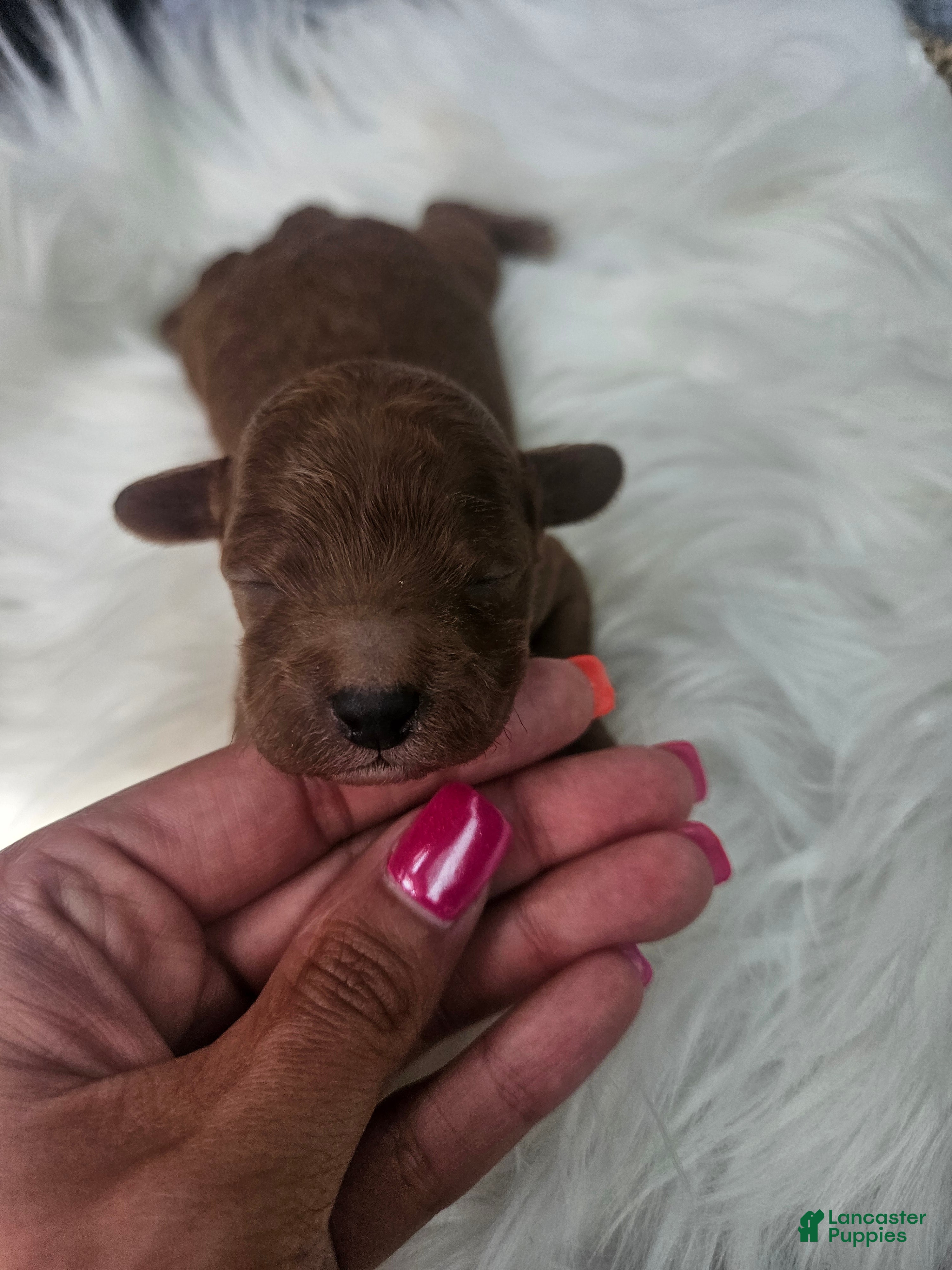 Cavapoo dogs Sarge - Ad 37