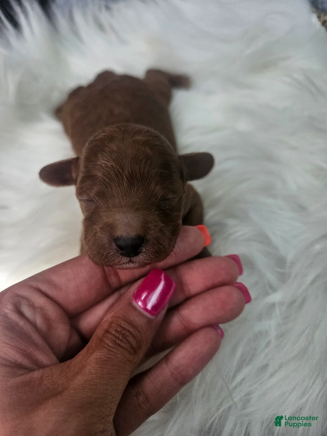 Cavapoo dogs for sale: Sarge - Ad 1
