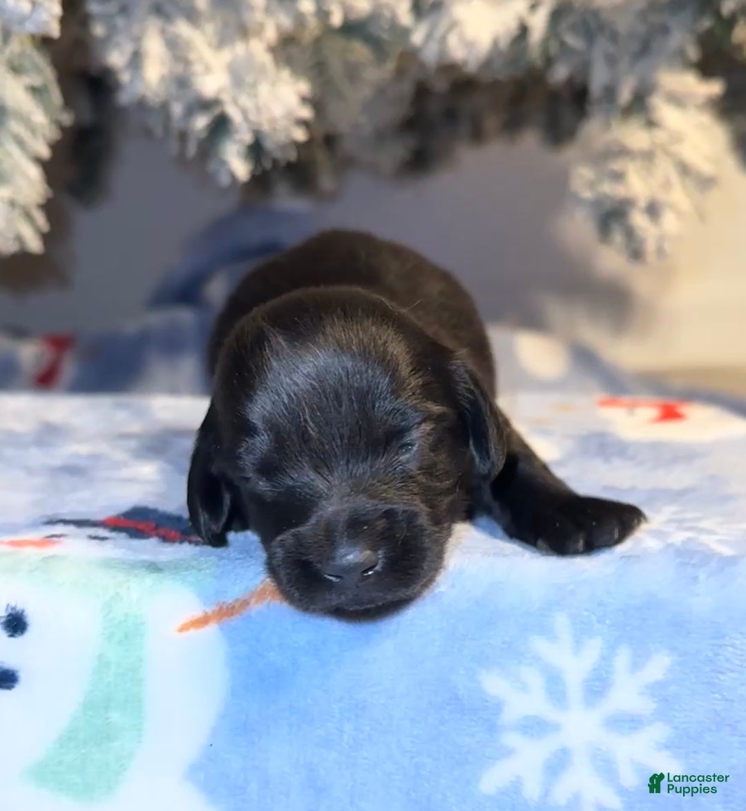 Miniature Dachshund dogs for sale: Dustin - Ad 5