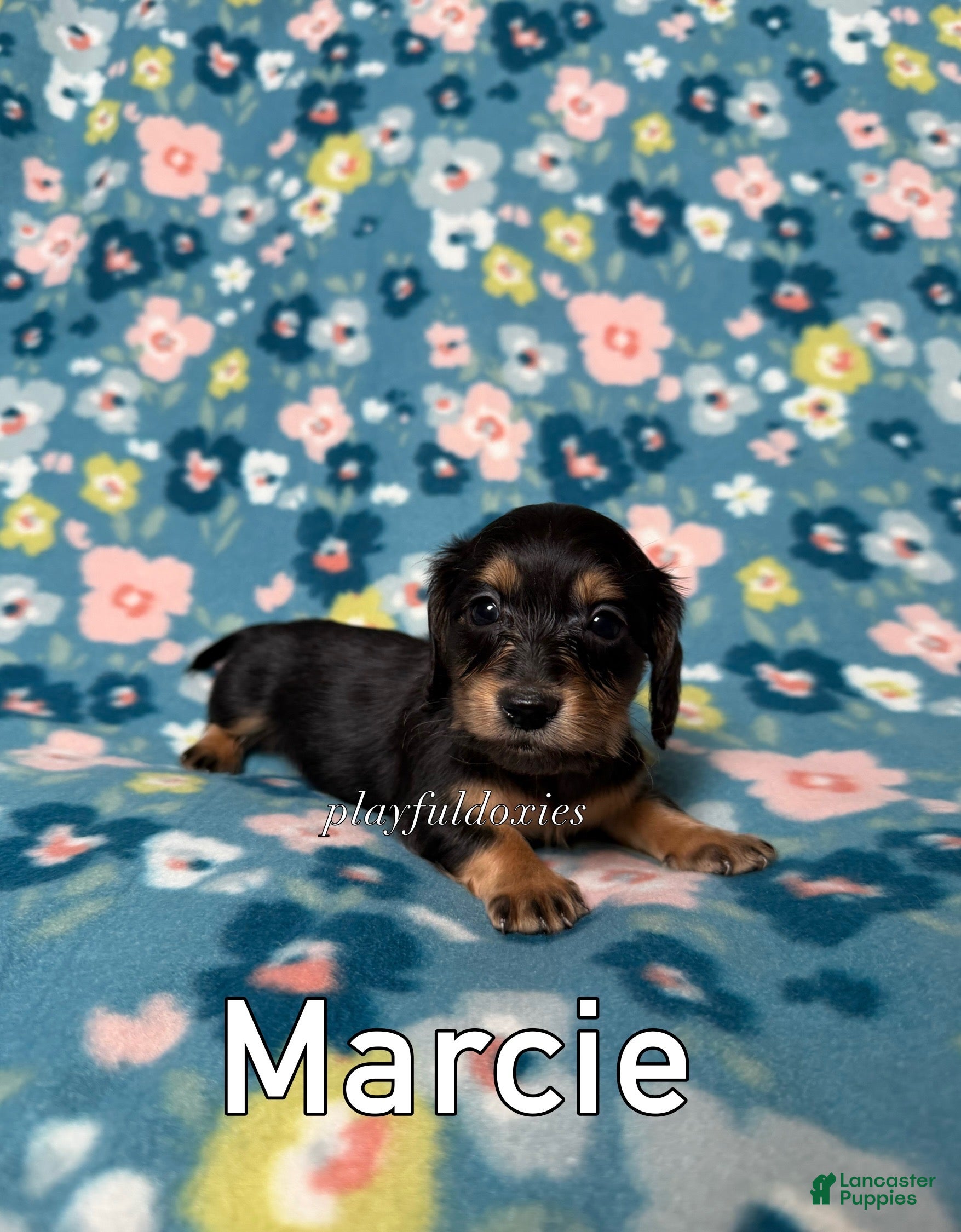 Miniature Dachshund dogs Marcie - Dachshund Puppy Black & Tan Long Haired Female - Ad 2