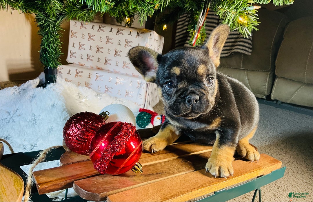French Bulldog dogs for sale: Ellie - Ad 2