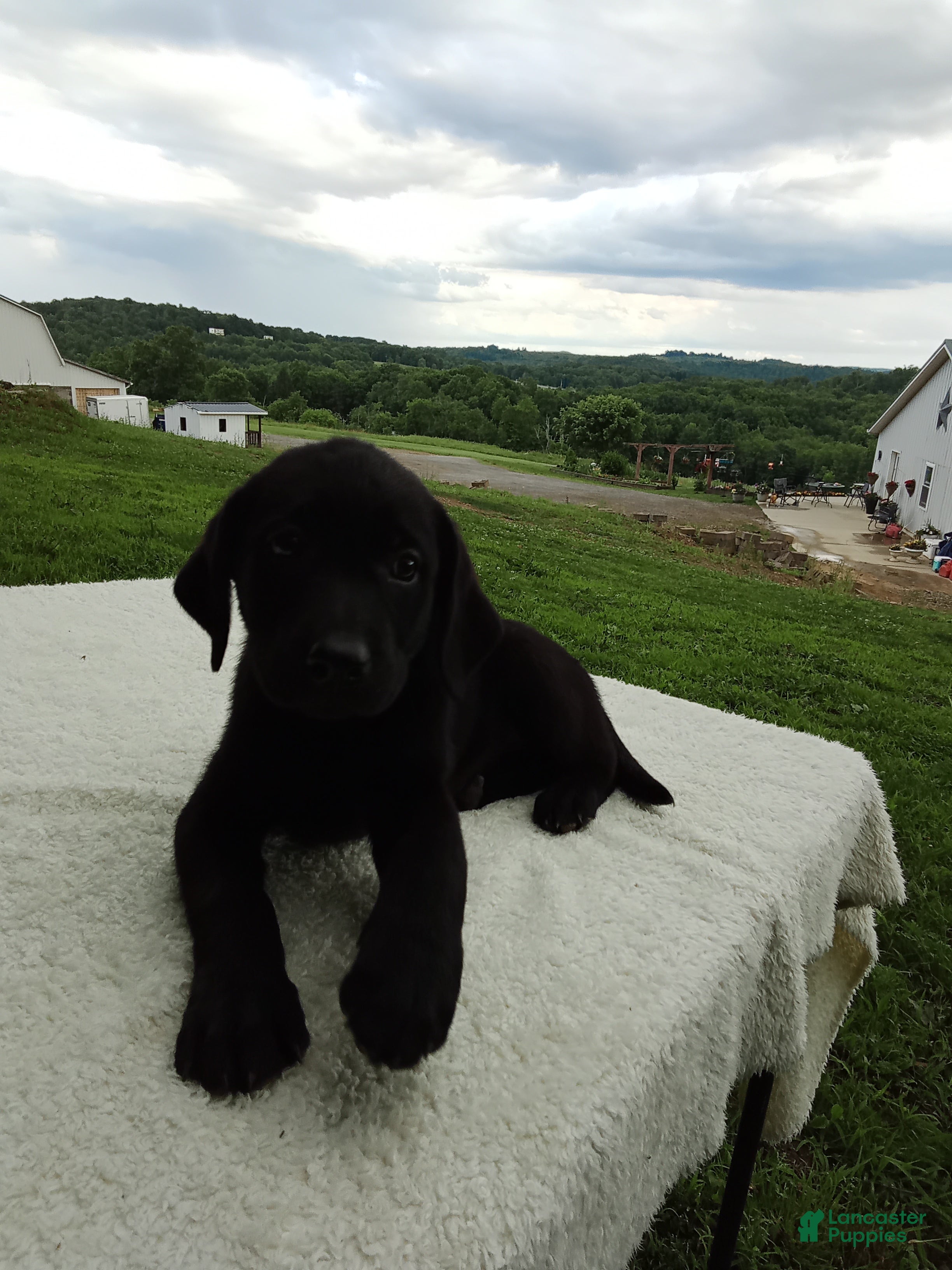 Labrador Retriever dogs Clarie - Ad 2