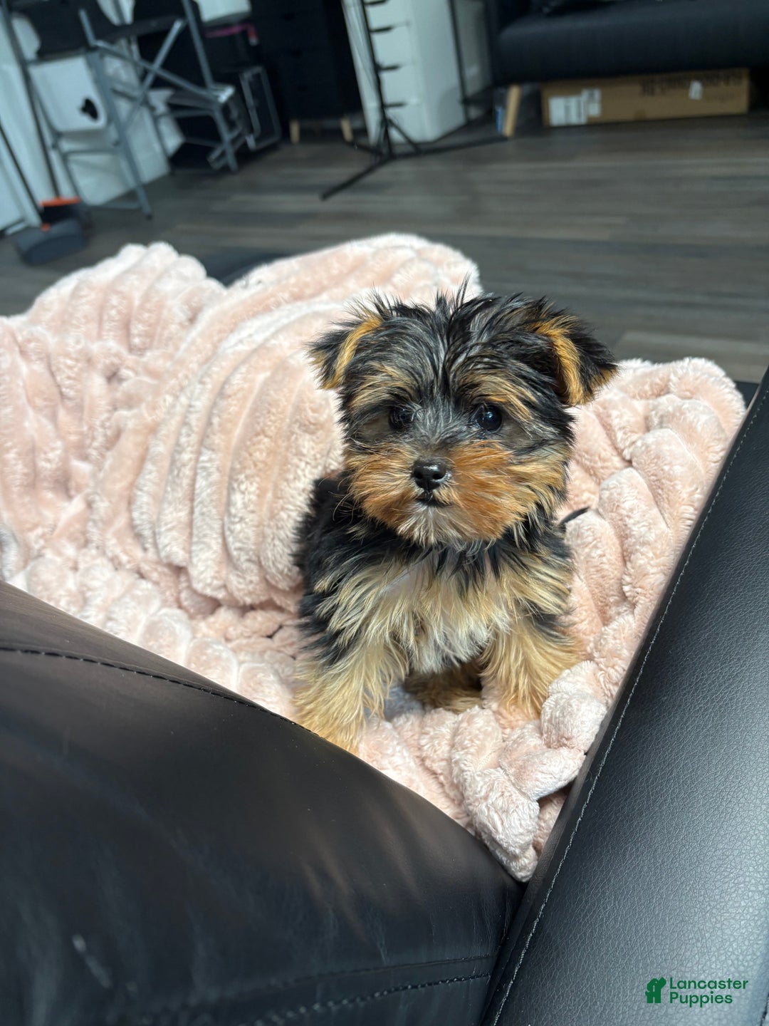 Yorkshire Terrier dogs for sale: Delilah  - Ad 2