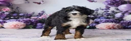 Bernedoodle dogs for sale: Luna - Ad 3