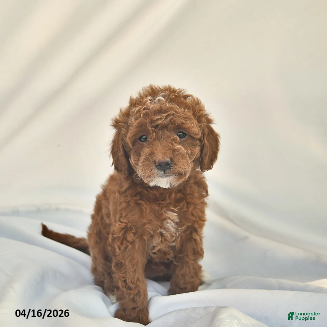 Miniature Poodle dogs for sale: Eeyor  - Ad 3