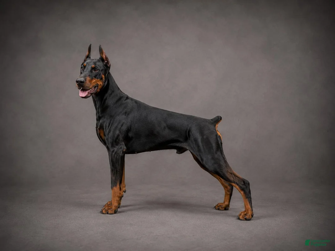 Doberman Pinscher dogs for sale: Charlie - Ad 6
