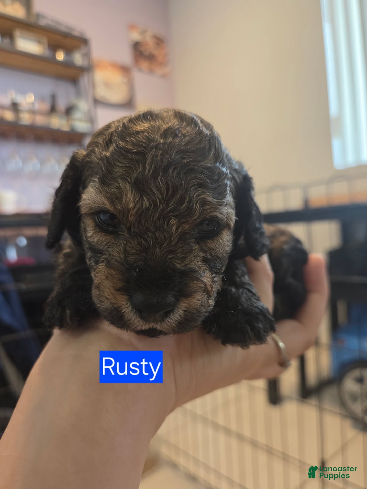 Toy Poodle dogs Rusty - Ad 2