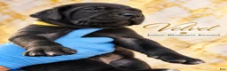 Cane Corso dogs for sale: Velvet - Ad 6