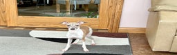 Italian Greyhound dogs for sale: Italian Greyhound Puppy 2 - Ad 10