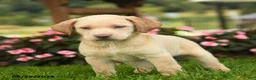 Labrador Retriever dogs for sale: Sasha - Ad 3