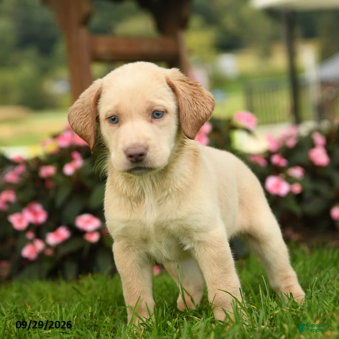 Labrador Retriever dogs for sale: Sasha - Ad 3