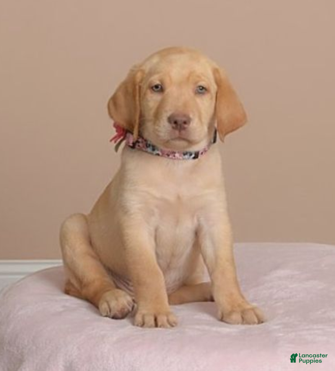 Labrador Retriever dogs for sale: Labrador Retriever Puppy 5 - Ad 27