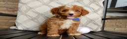 Cavapoo dogs for sale: Boomer - Ad 5
