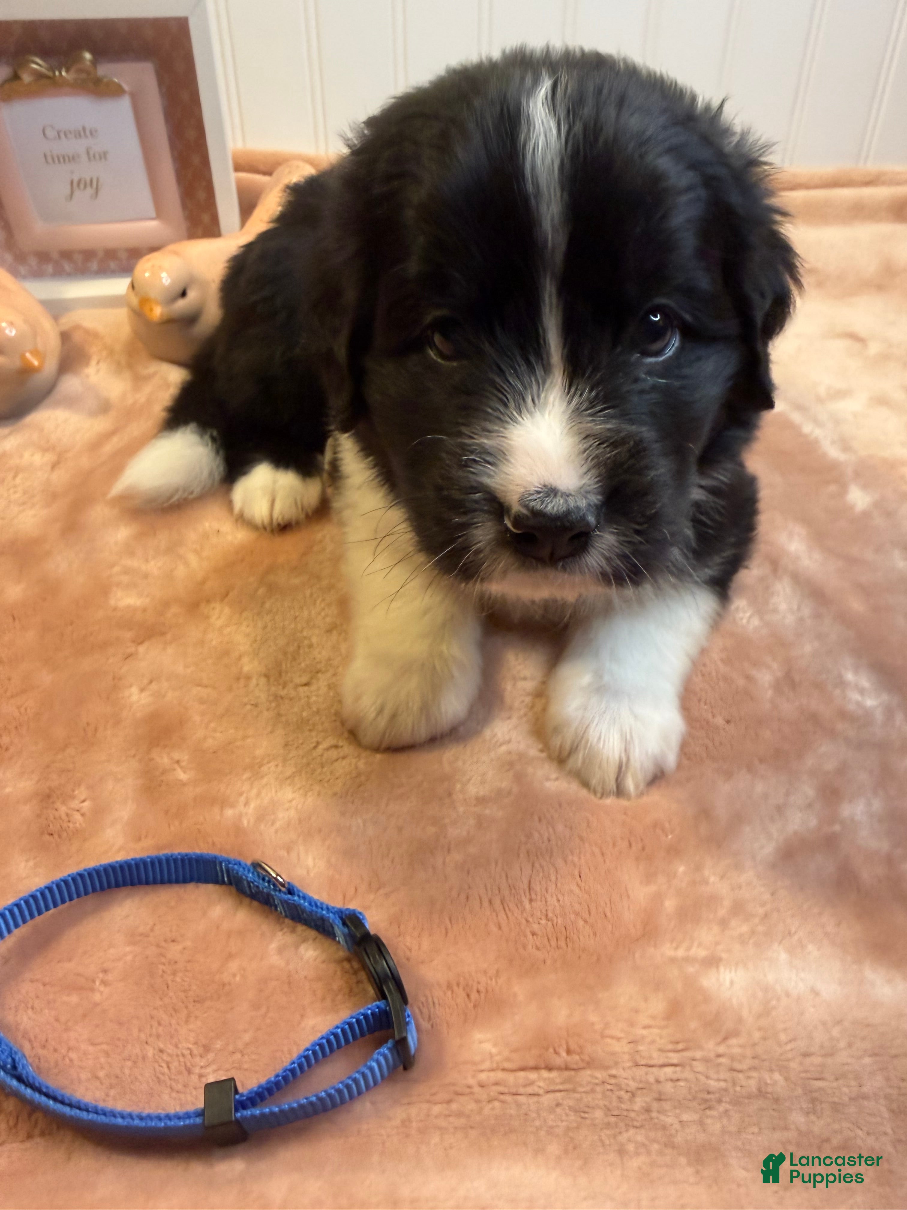 Mixed Breed dogs Mixed Breed Puppy 3 - Ad 13