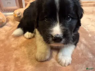 Mixed Breed dogs Mixed Breed Puppy 3 - Ad 13