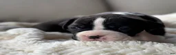 Boxer dogs for sale: Penelope  - Ad 6