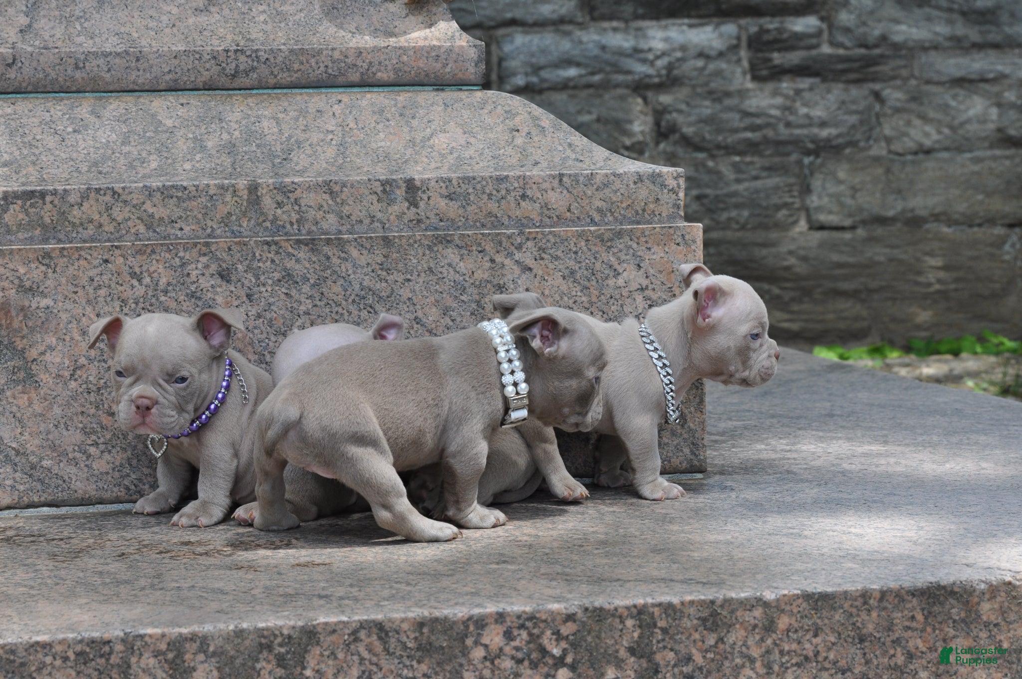 American Bully dogs American Bully Puppy 5 - Ad 2
