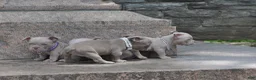 American Bully dogs for sale: American Bully Puppy 5 - Ad 2