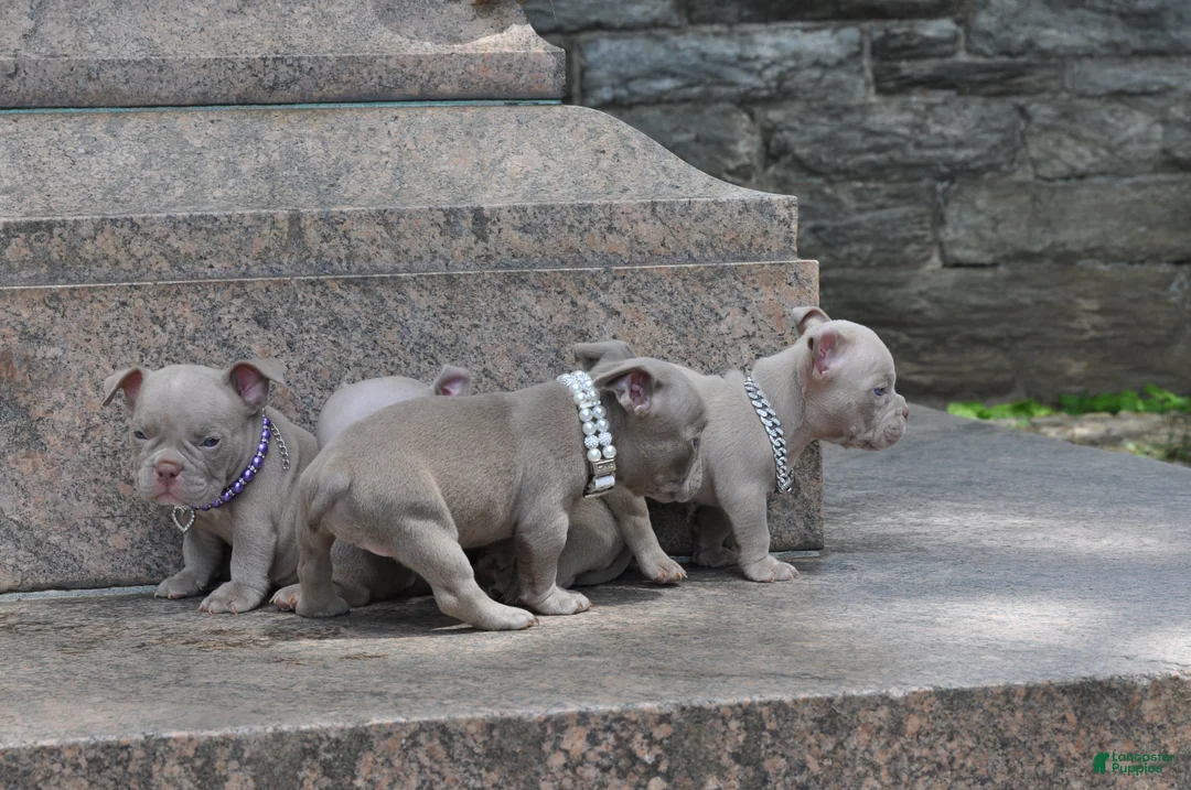 American Bully dogs for sale: American Bully Puppy 5 - Ad 2